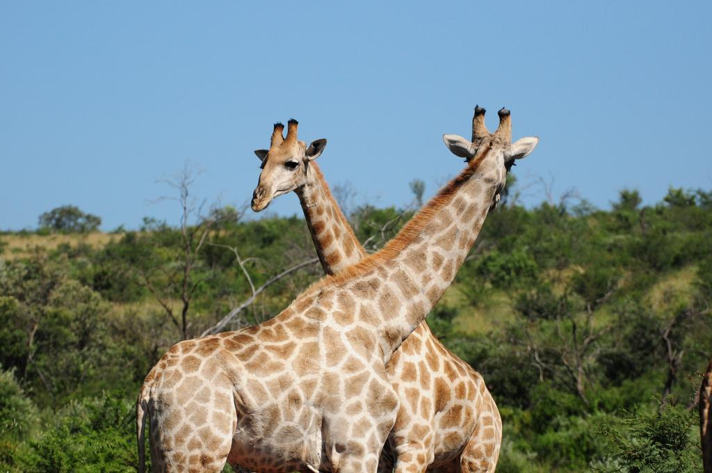 Morokolo Safari Lodge Self-Catering Pilanesberg Exterior photo